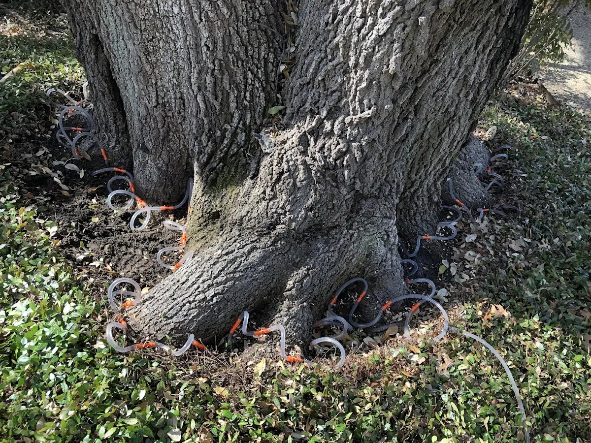 Detailed Tree Cabling and Bracing job site in Nashotah