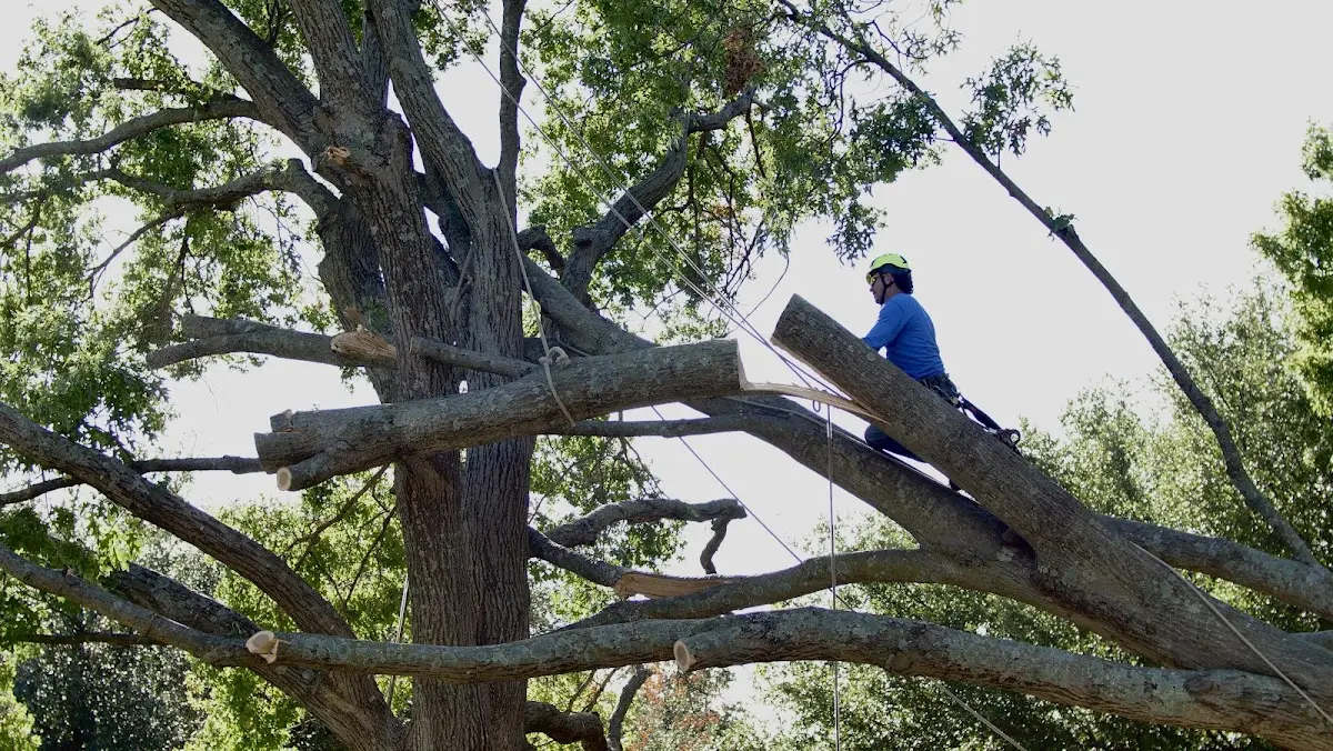 Professional Crown Thinning performed by certified arborists in Nashotah